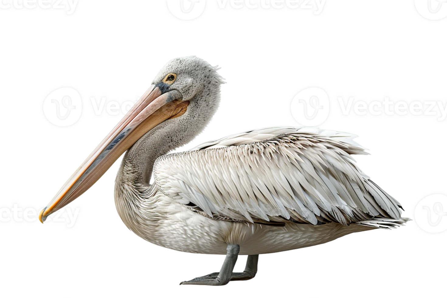 Pelican bird, isolated against a transparent background png