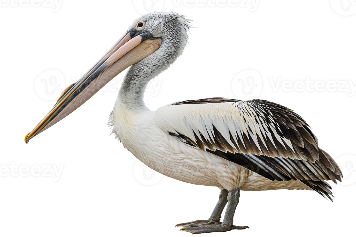 Pelican bird, isolated against a transparent background png