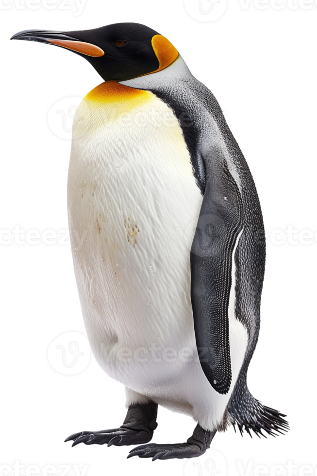 Penguin, isolated against a transparent background png