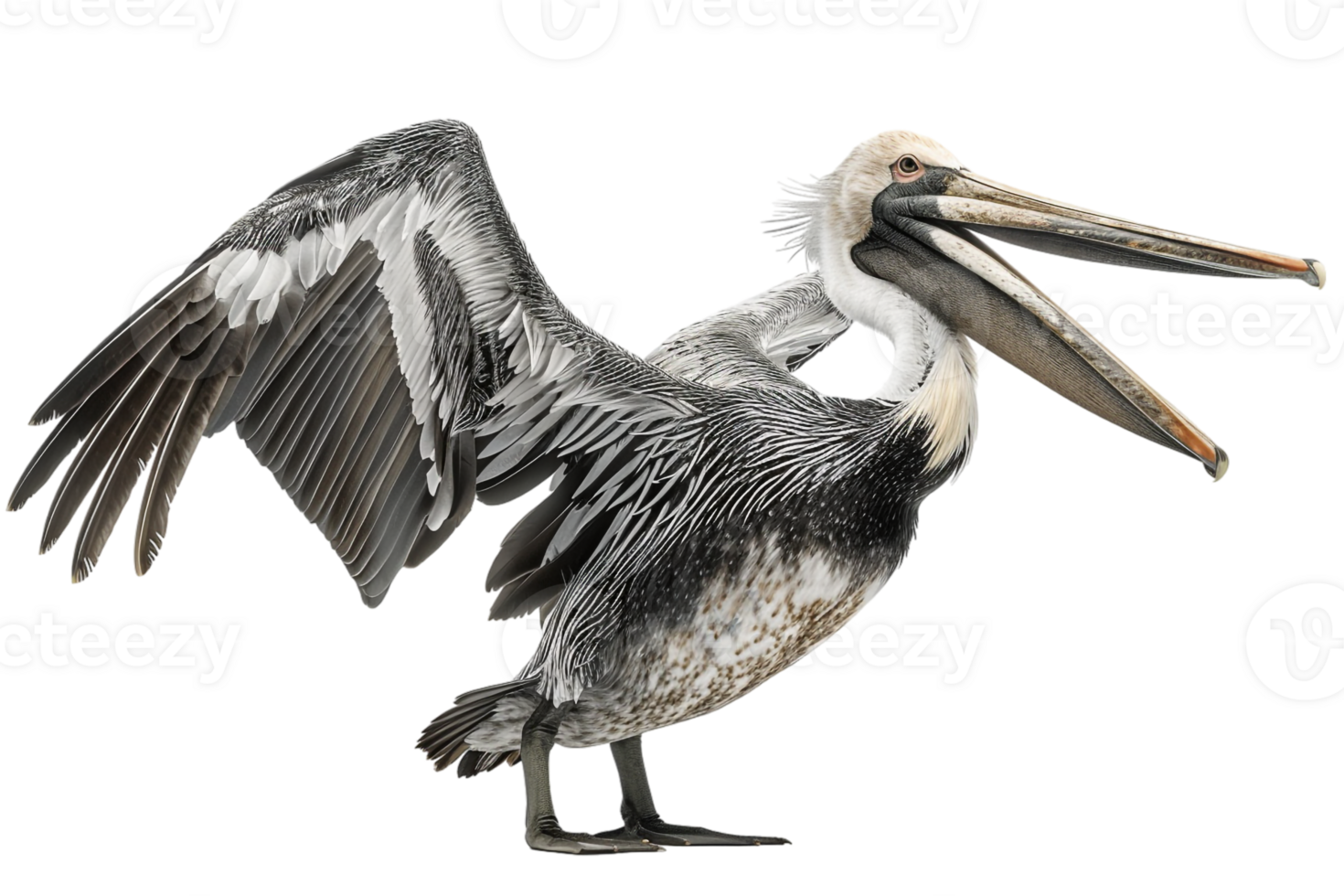 Pelican bird, isolated against a transparent background png