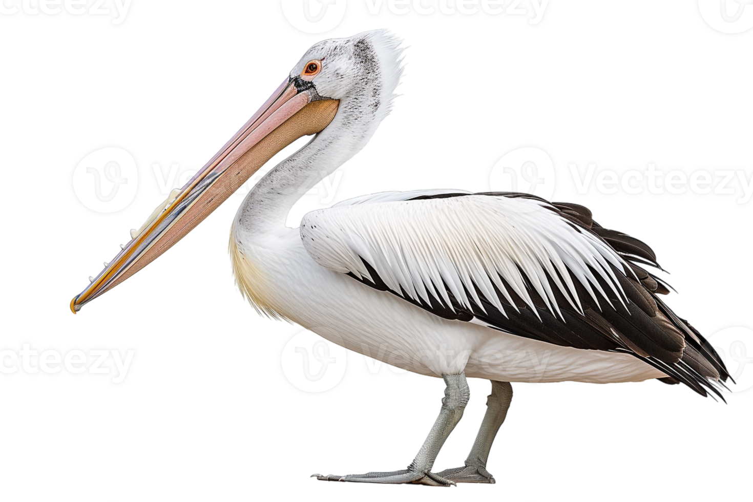 Pelican bird, isolated against a transparent background png