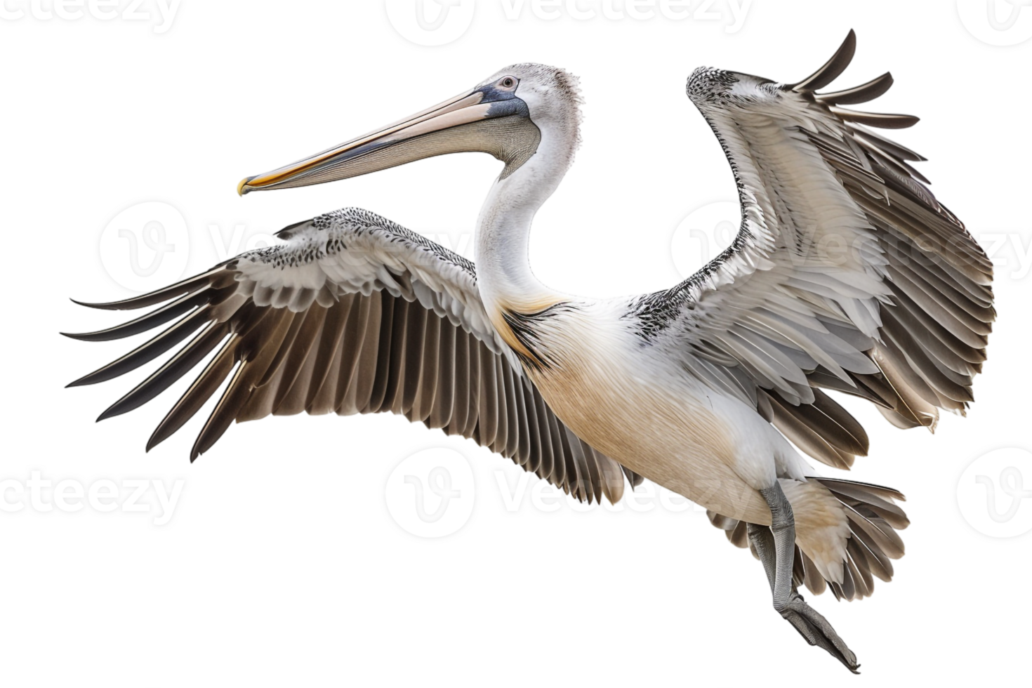 Pelican bird, isolated against a transparent background png