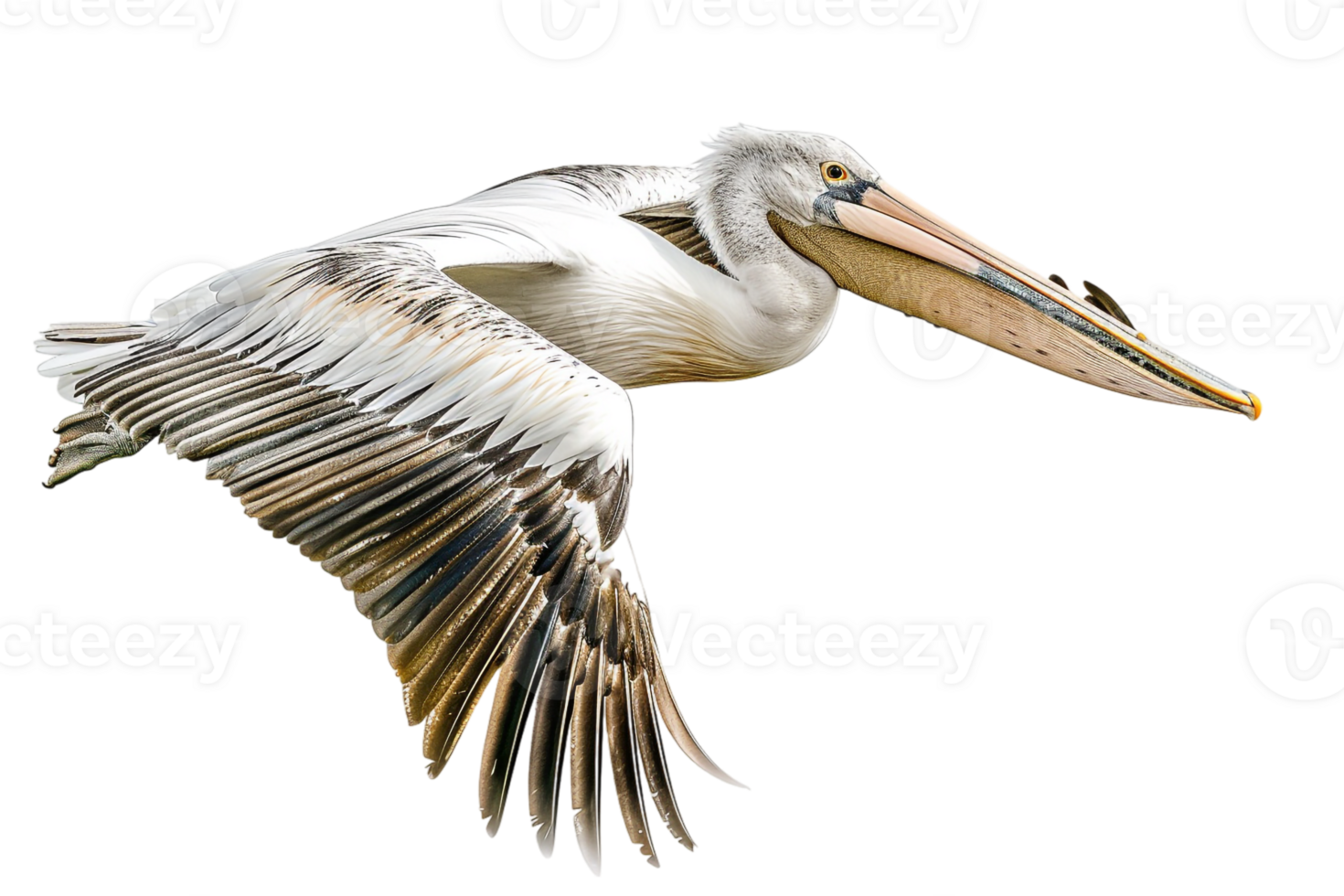 Pelican bird, isolated against a transparent background png