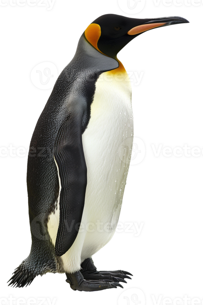 Penguin, isolated against a transparent background png