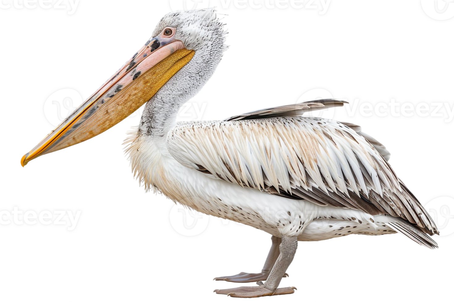 Pelican bird, isolated against a transparent background png