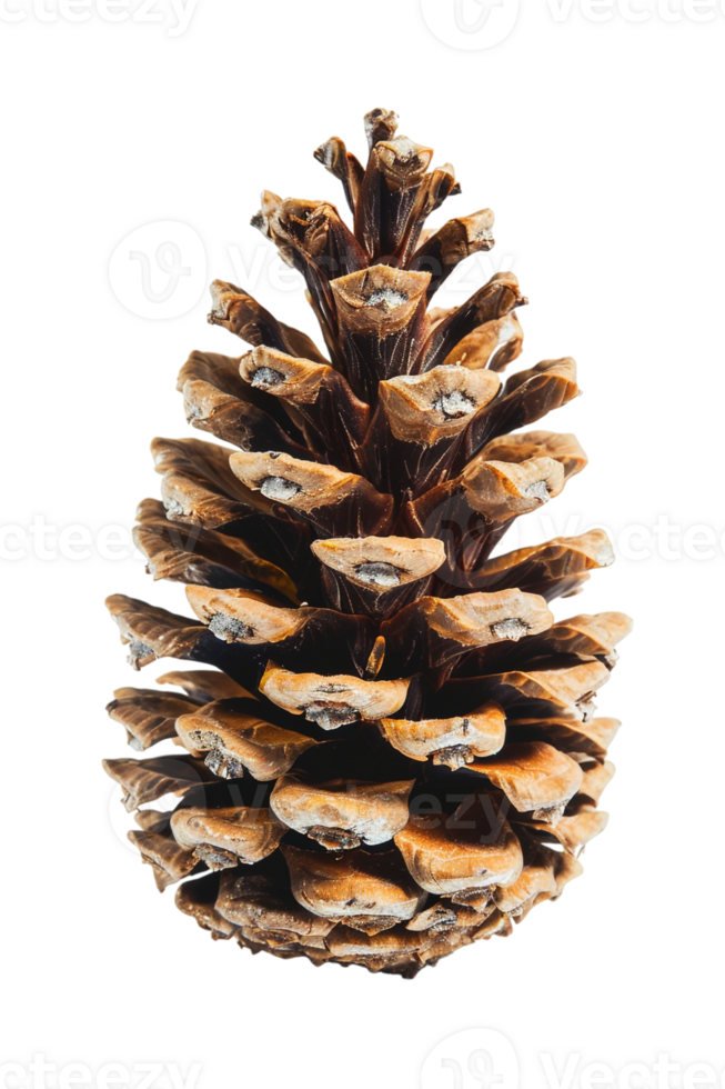 Pine cone isolated on transparent background png