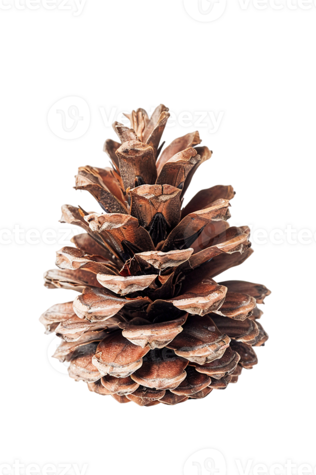 Pine cone isolated on transparent background png