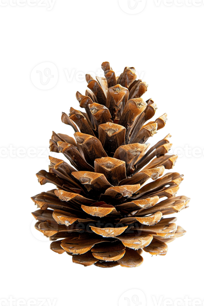 Pine cone isolated on transparent background png