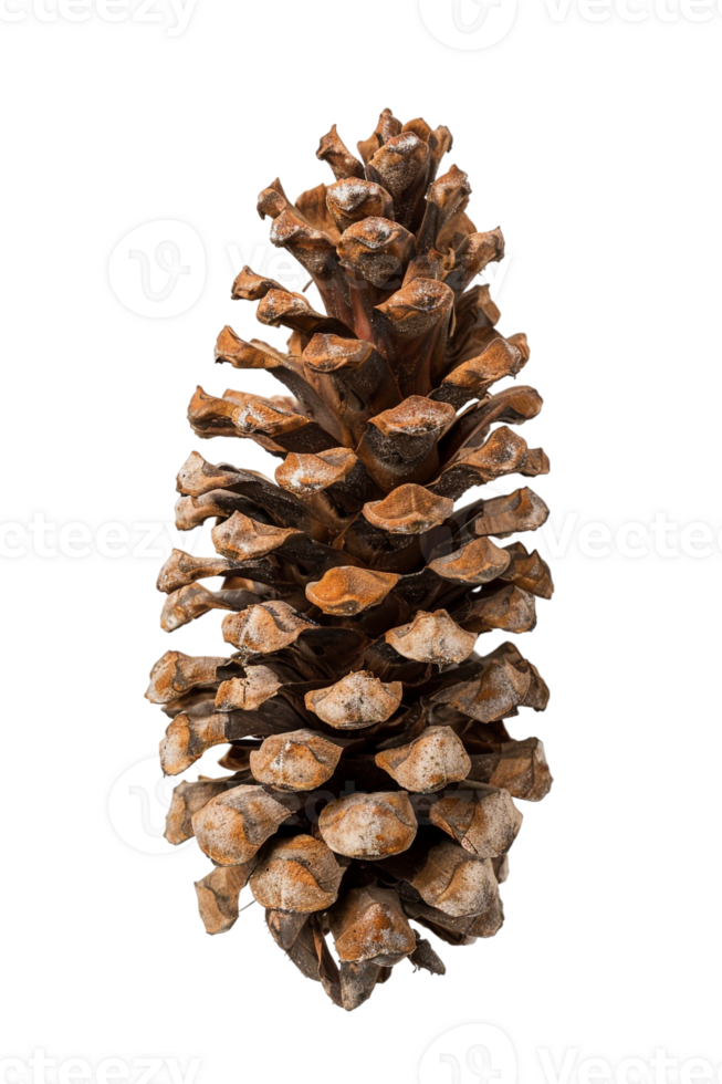 Pine cone isolated on transparent background png