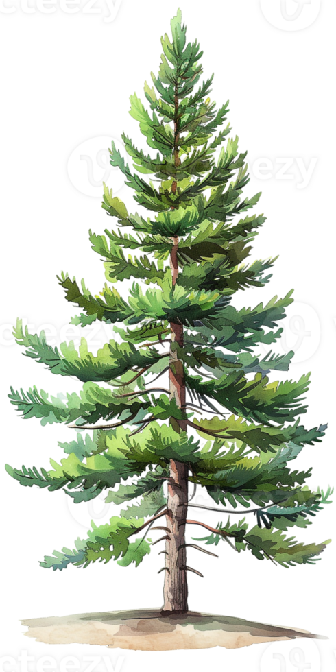 pine tree illustrated in a cartoon style and isolated against a transparent background png