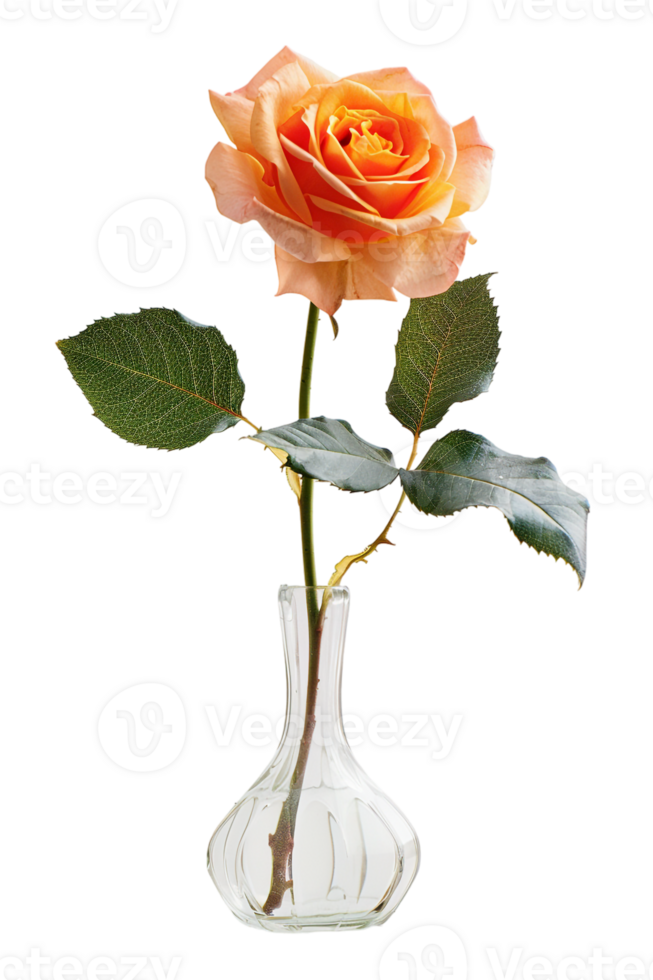 rose in a vase isolated against a transparent background png