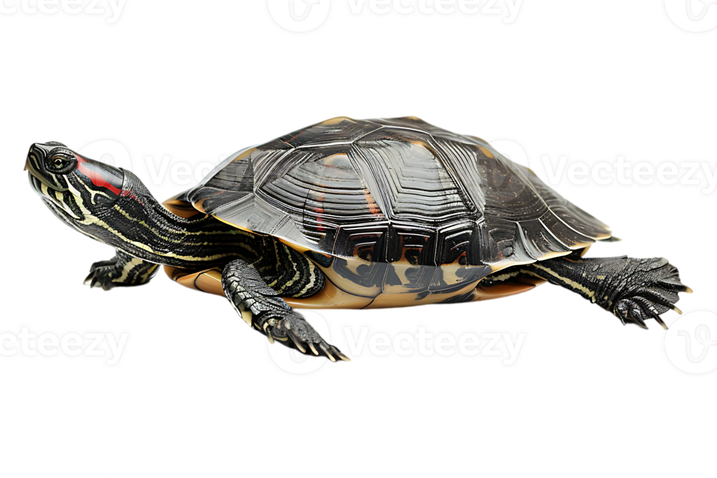 Turtle alone against transparent backdrop png