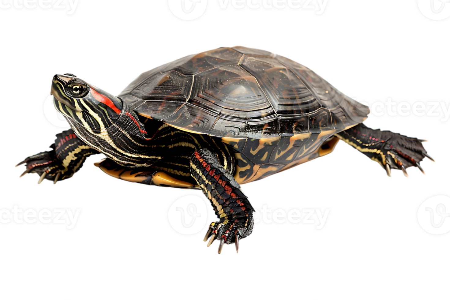 Turtle alone against transparent backdrop png