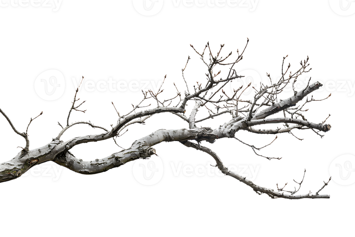tree branch on a transparent background png