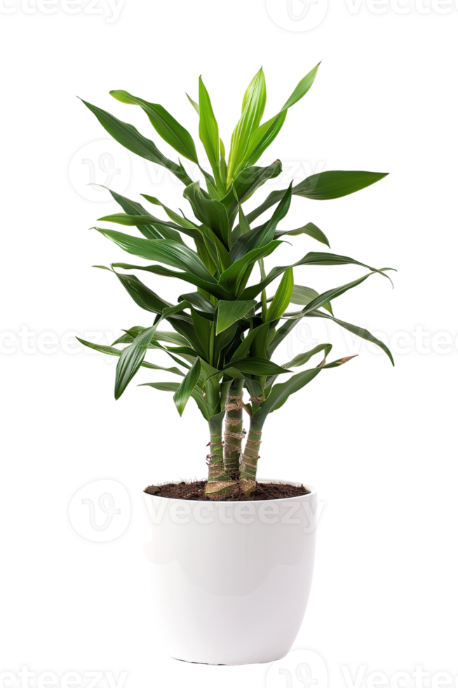 Snake plant Dracaena trifasciata in pot, isolated against transparent background png