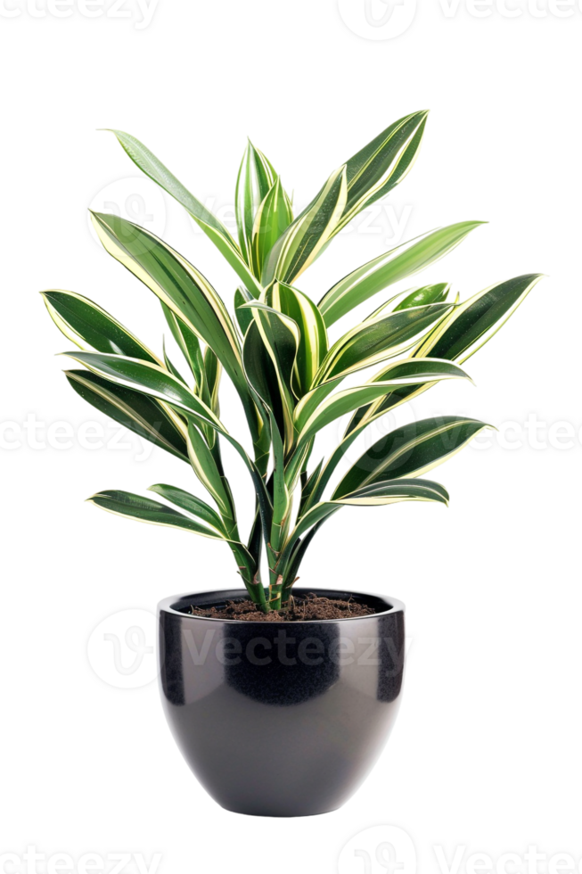 Snake plant Dracaena trifasciata in pot, isolated against transparent background png