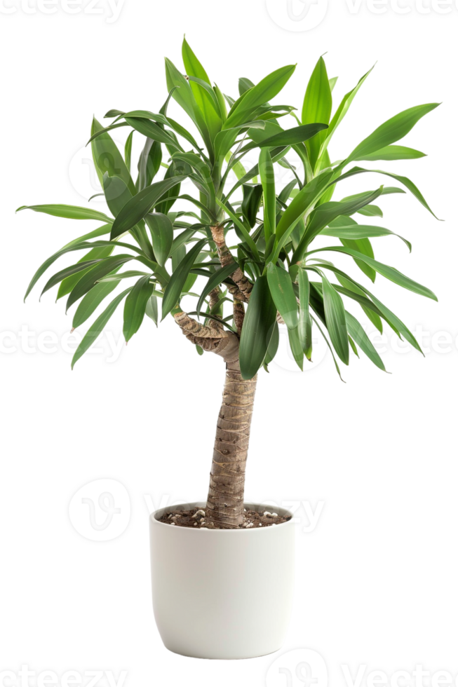 Snake plant Dracaena trifasciata in pot, isolated against transparent background png
