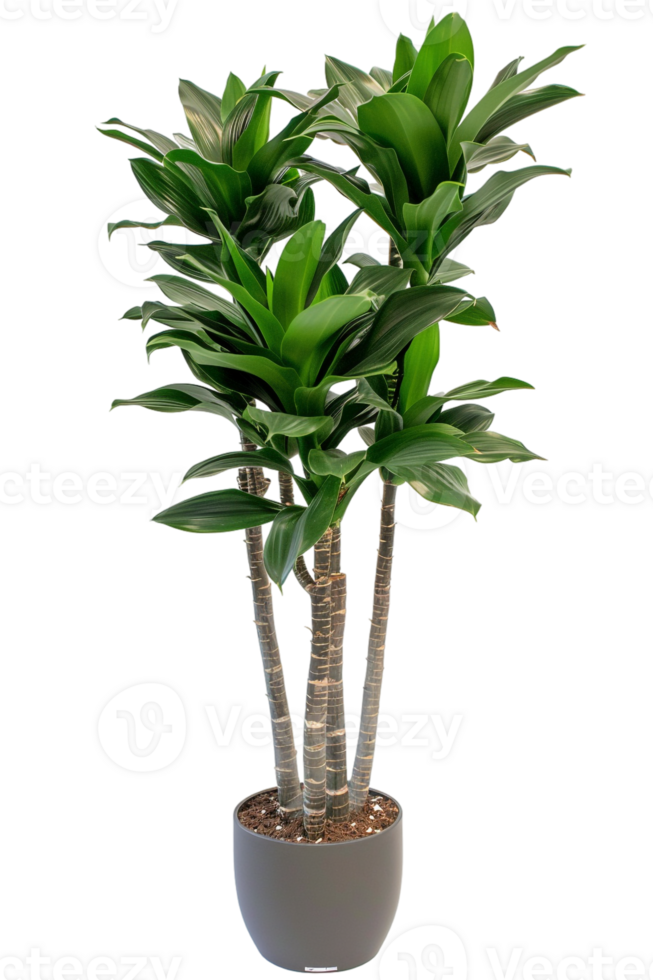 Snake plant Dracaena trifasciata in pot, isolated against transparent background png