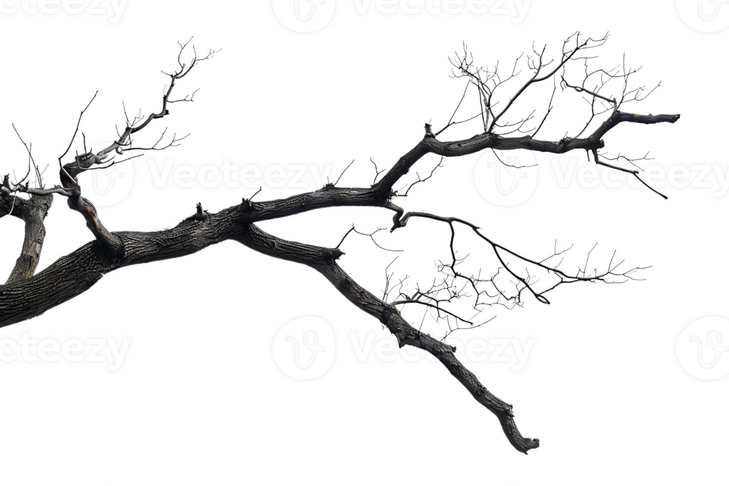 tree branch on a transparent background png