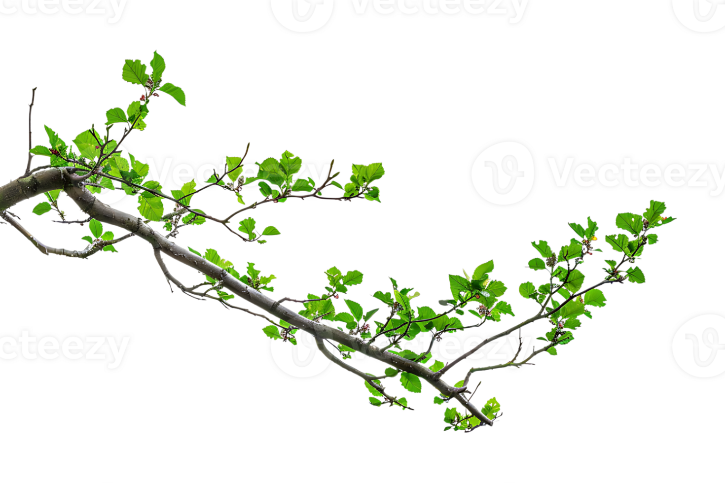 tree branch on a transparent background png