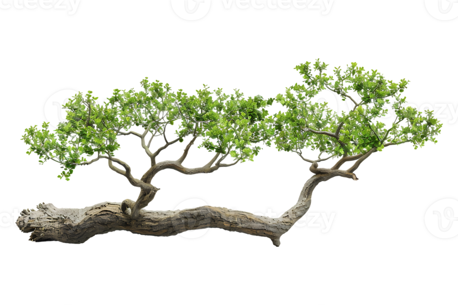 tree branch on a transparent background png