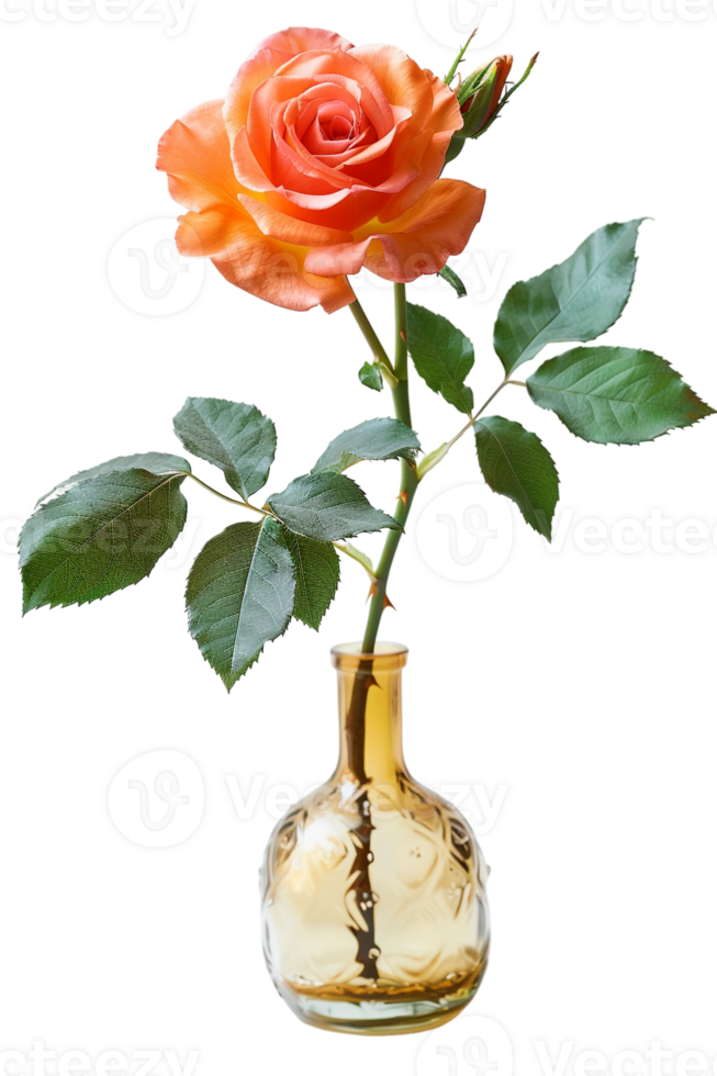 rose in a vase isolated against a transparent background png