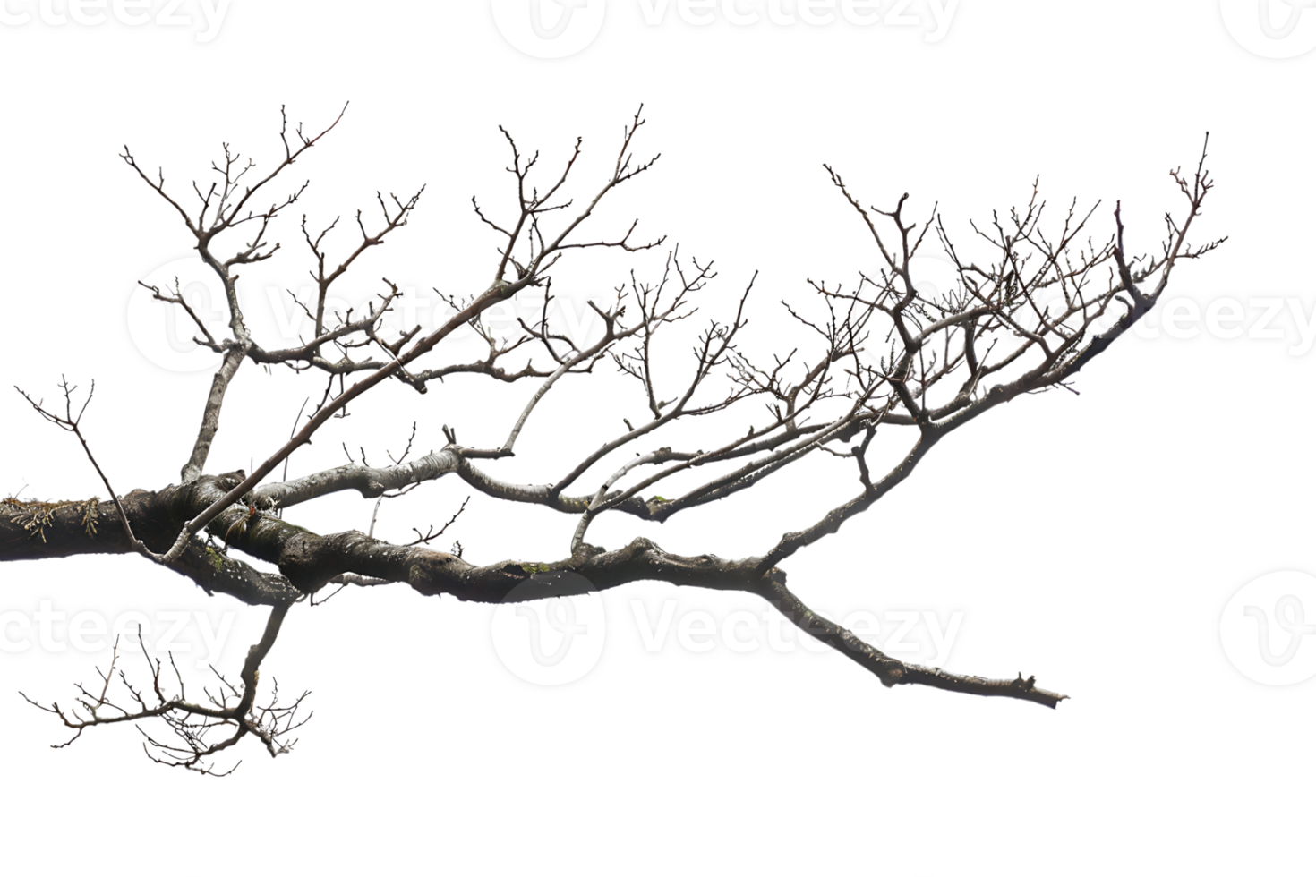 tree branch on a transparent background png