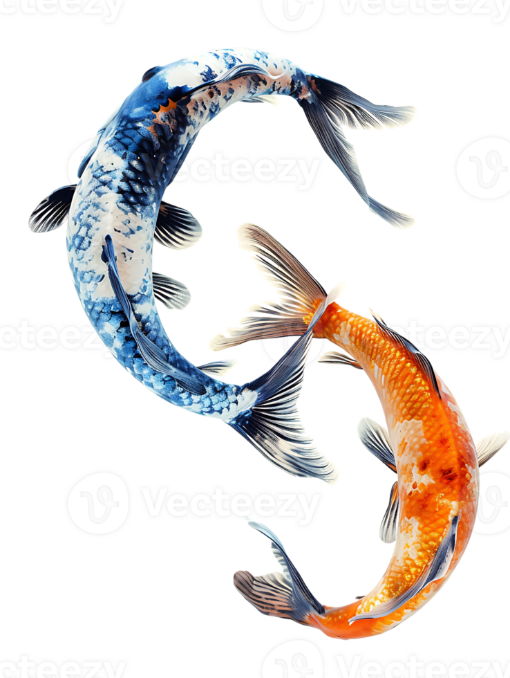 Two fish circling each other, isolated against a transparent background png