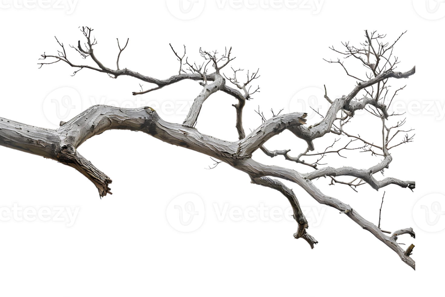 tree branch on a transparent background png