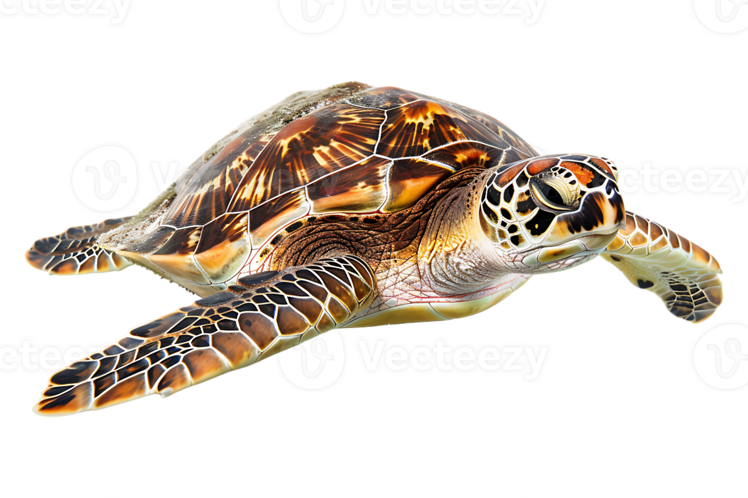 Turtle alone against transparent backdrop png