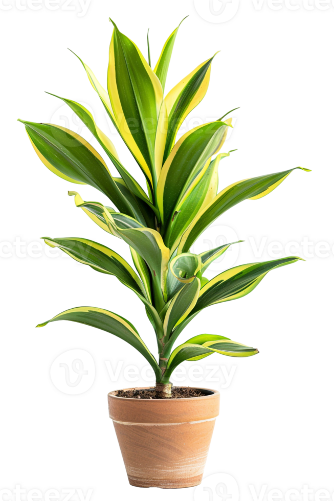 Snake plant Dracaena trifasciata in pot, isolated against transparent background png