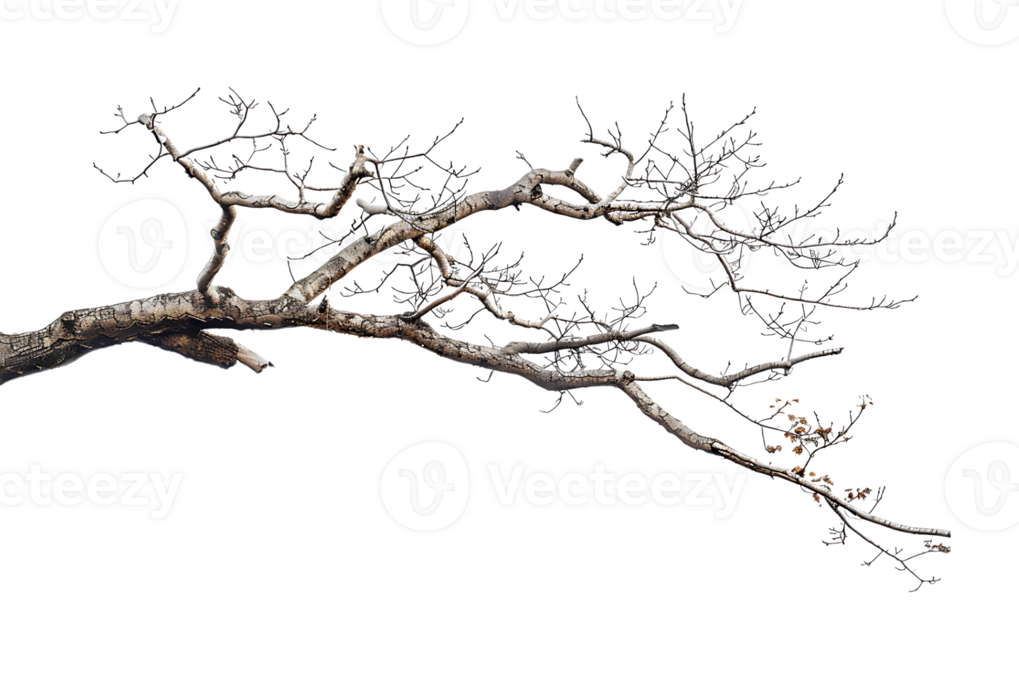 tree branch on a transparent background png