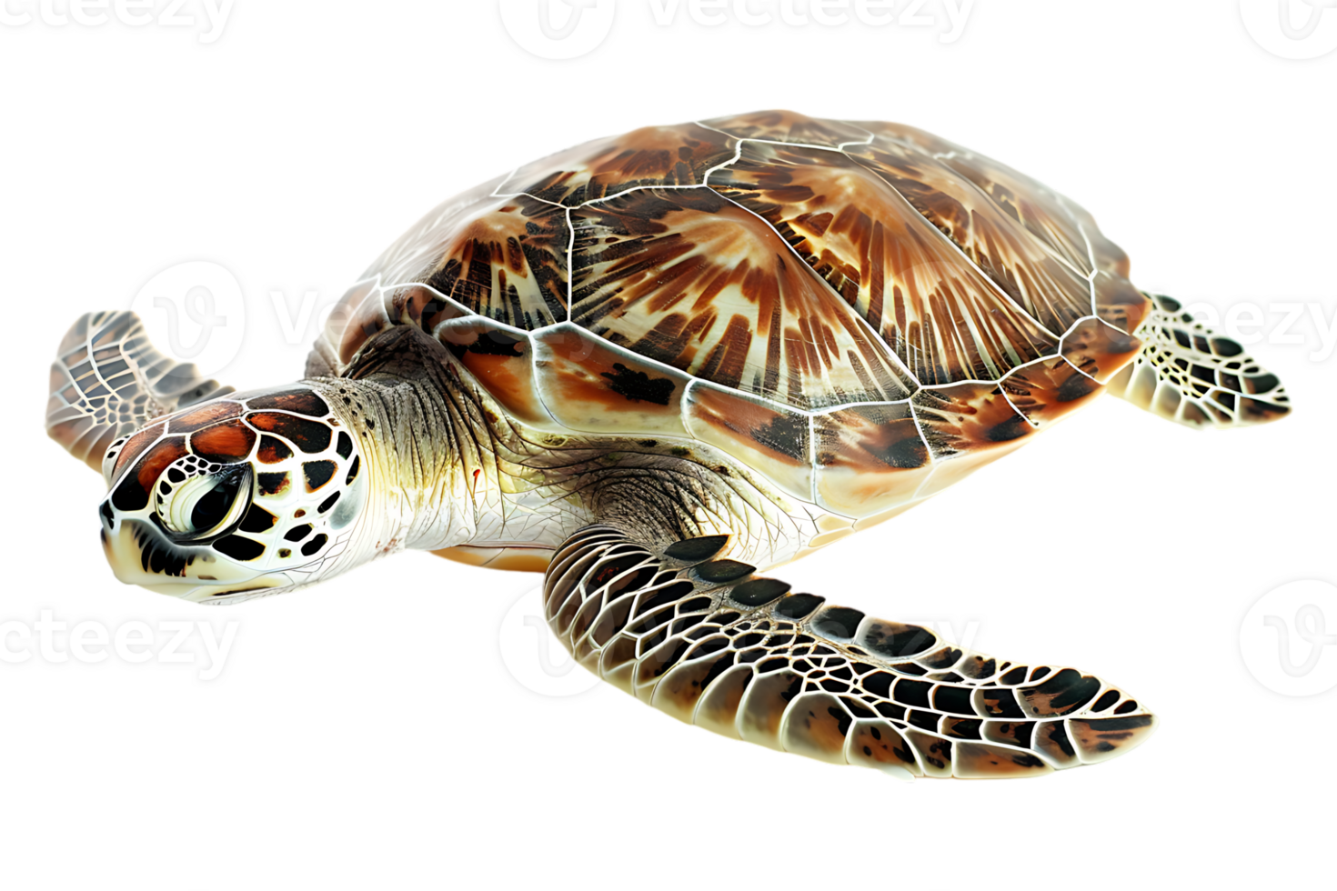 Turtle alone against transparent backdrop png