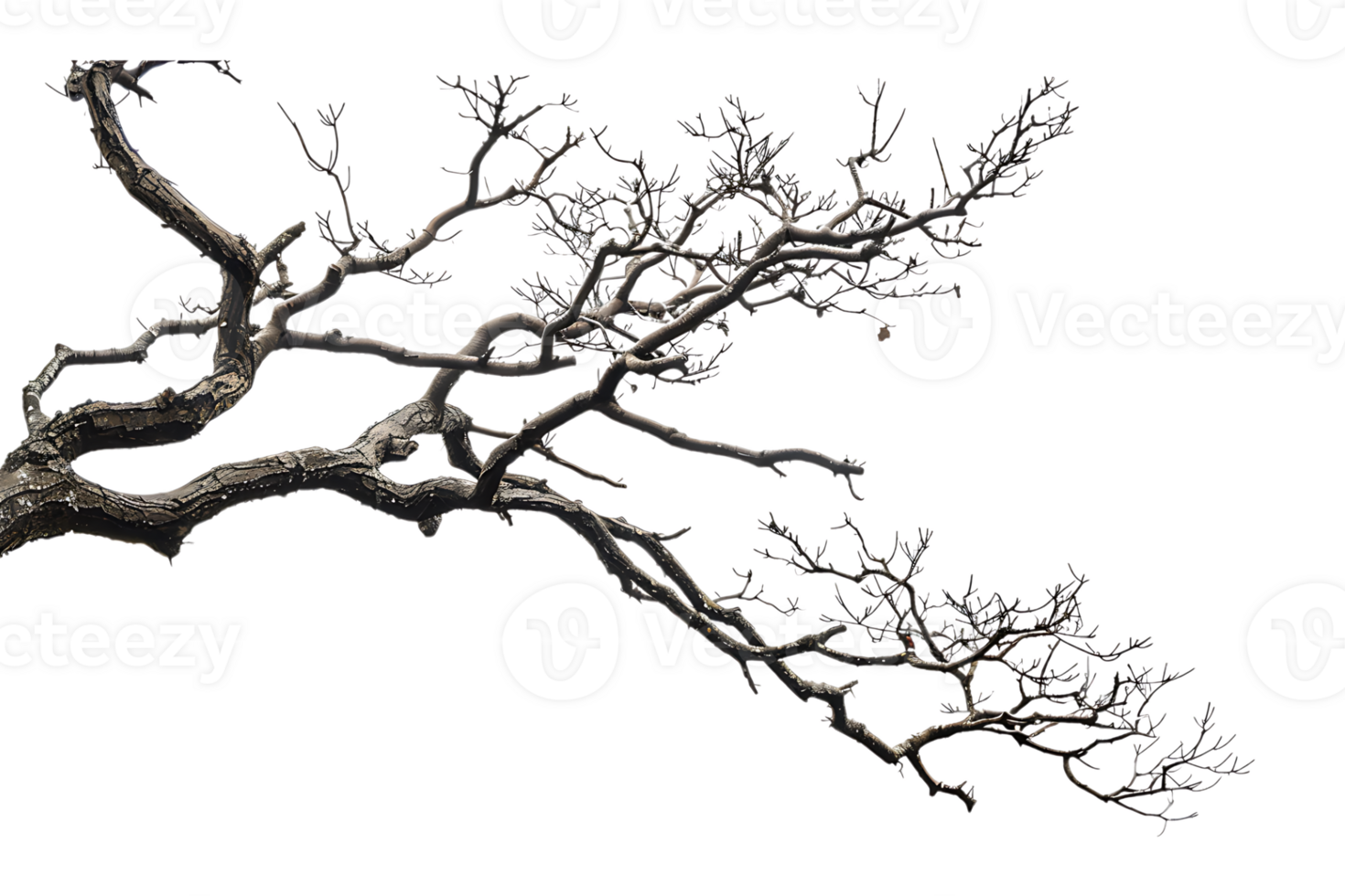 tree branch on a transparent background png