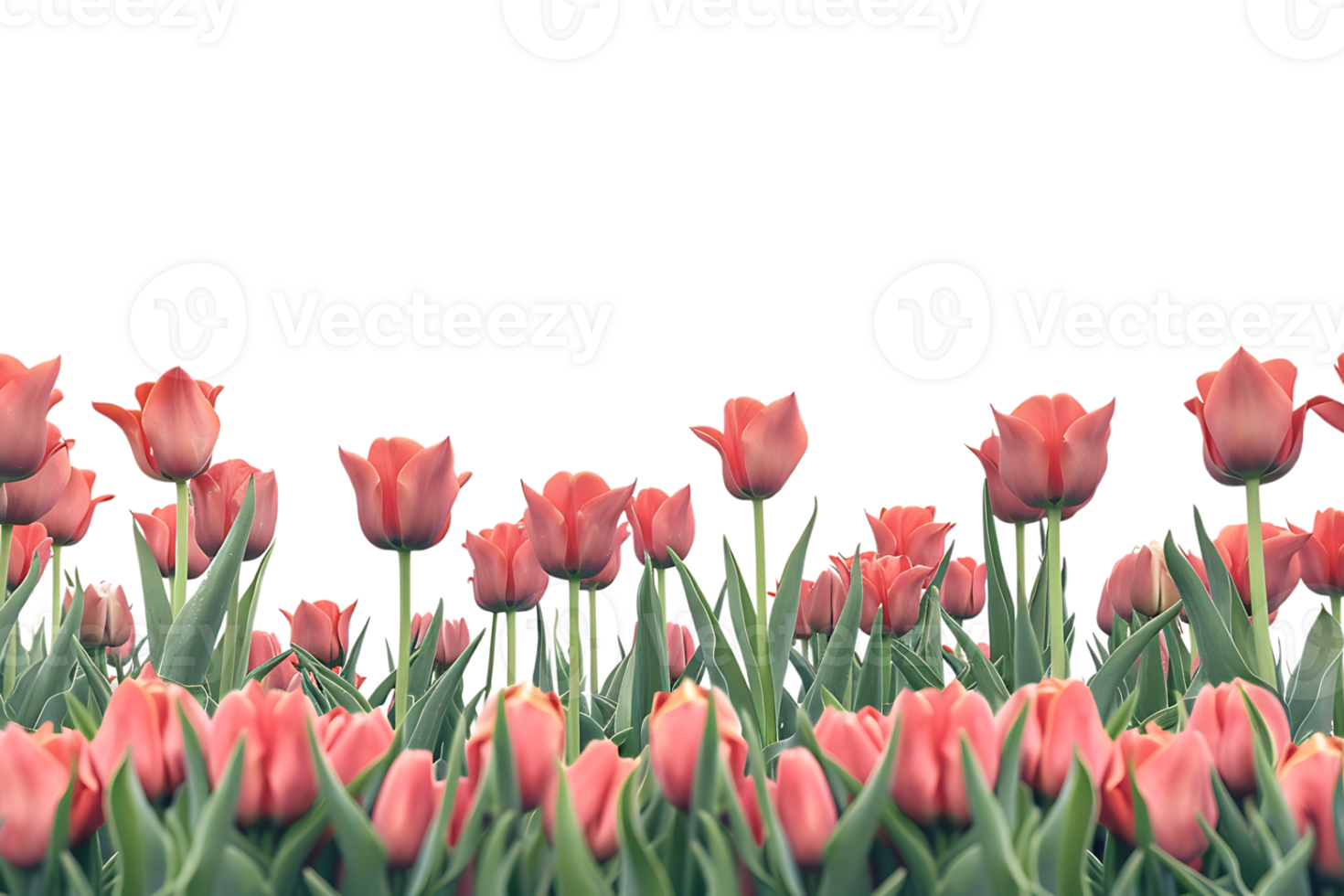Tulips field on the horizon, isolated against a transparent background png