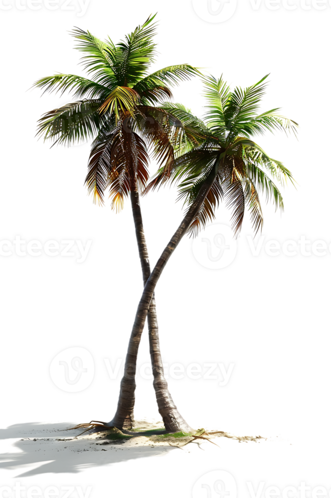 Twin coconut palm tree, isolated against a transparent background png