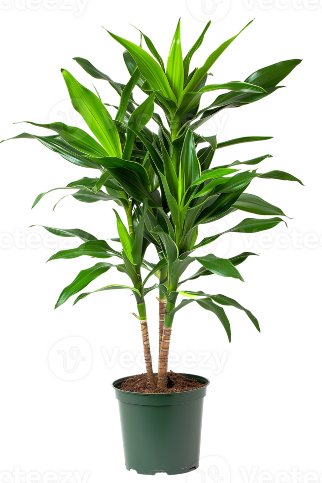 Snake plant Dracaena trifasciata in pot, isolated against transparent background png