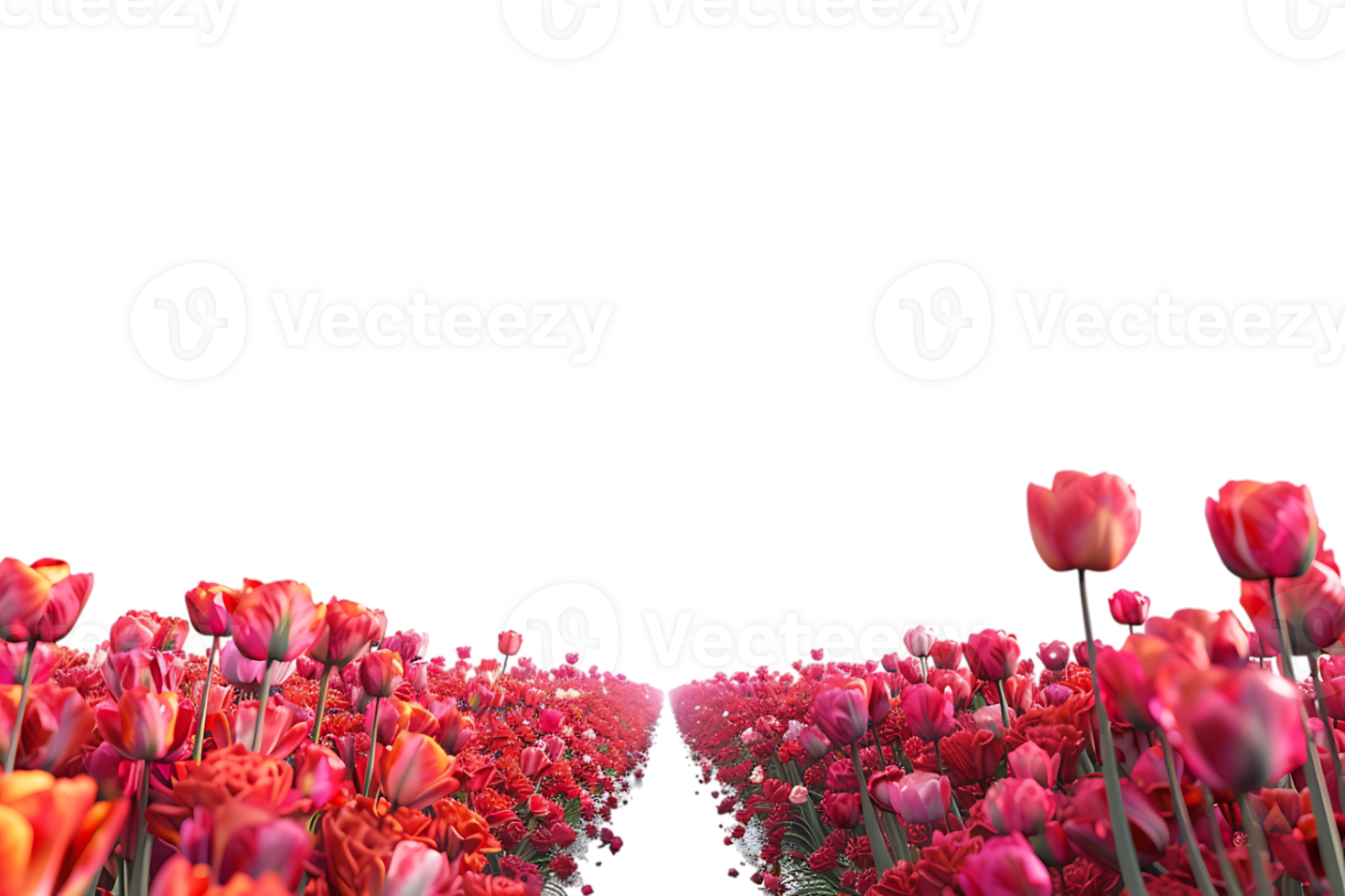 Tulips field on the horizon, isolated against a transparent background png