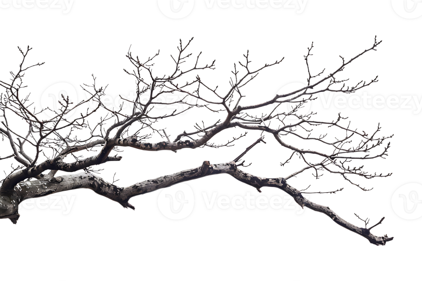 tree branch on a transparent background png