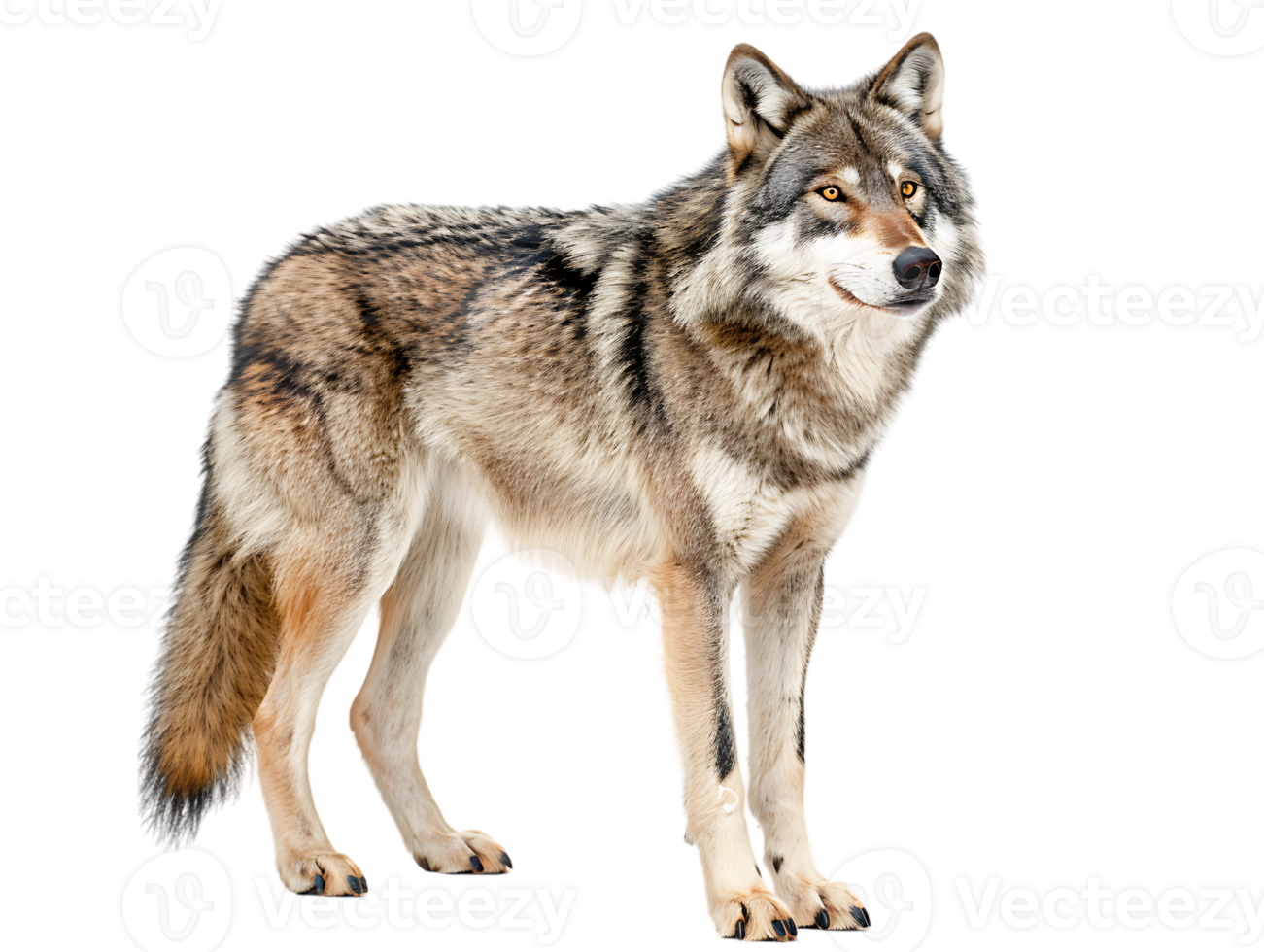 Wolf isolated against transparent background png