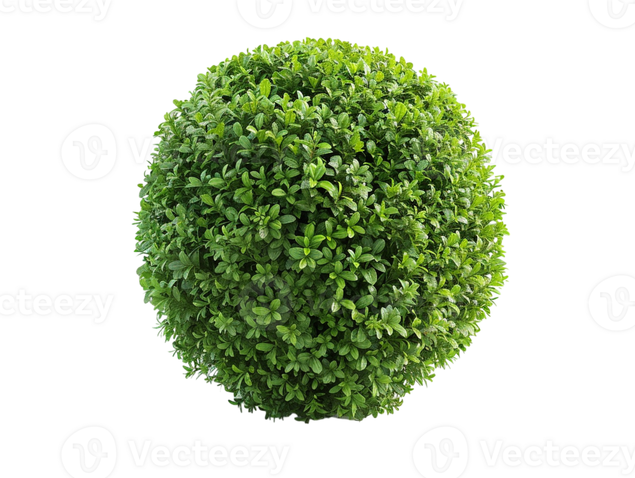 spherical topiary isolated against a transparent background png