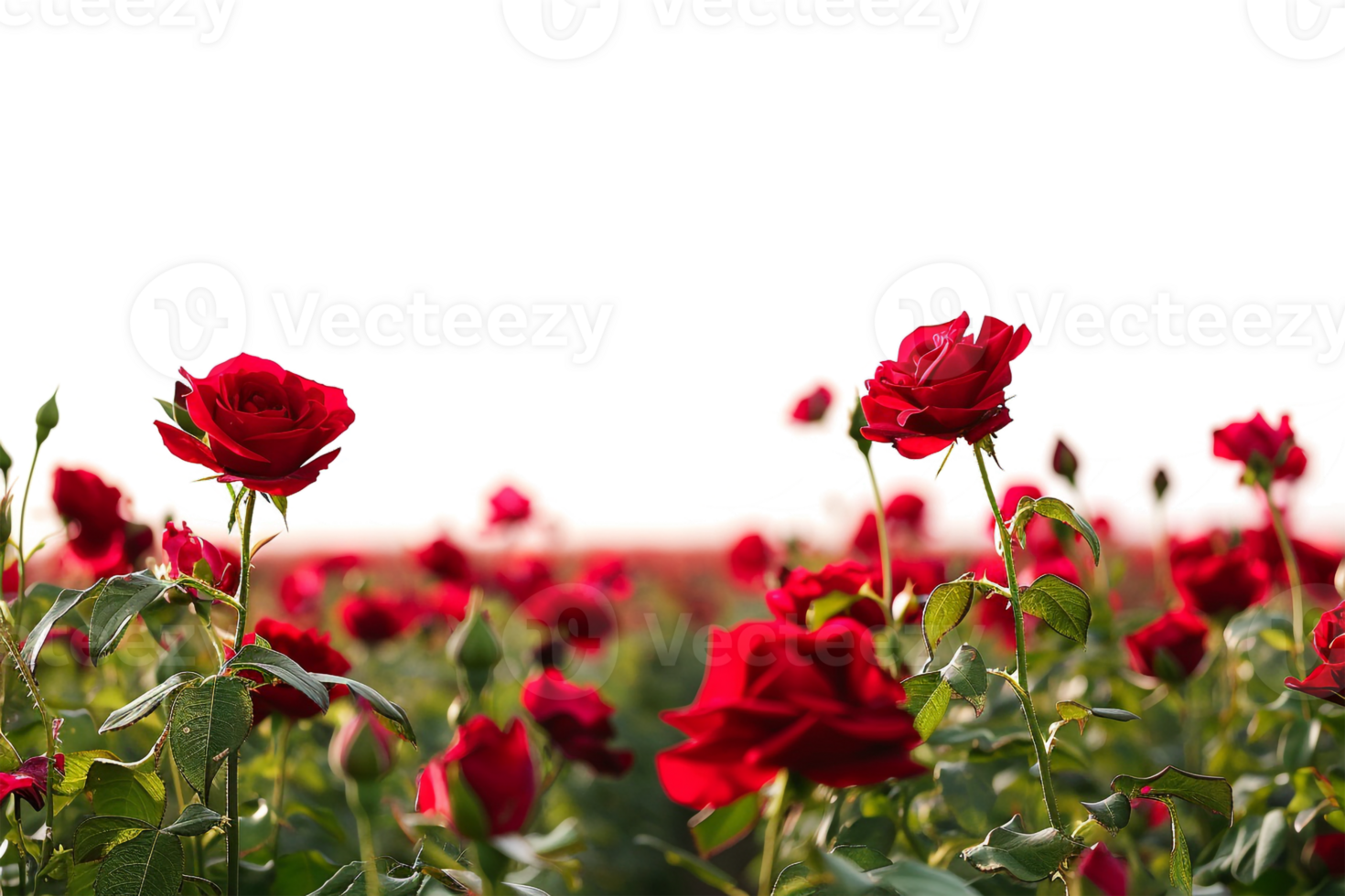 Red roses field on the horizon, isolated against a transparent background png