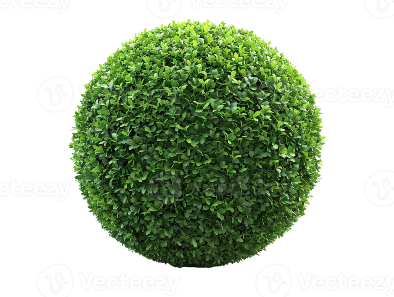 spherical topiary isolated against a transparent background png