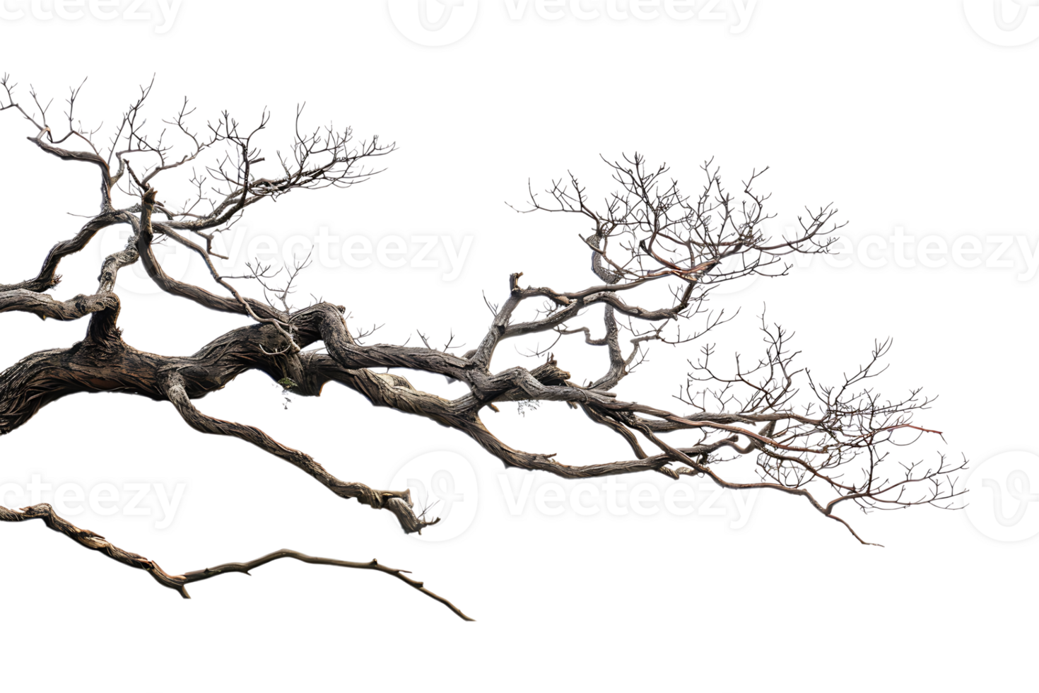 tree branch on a transparent background png