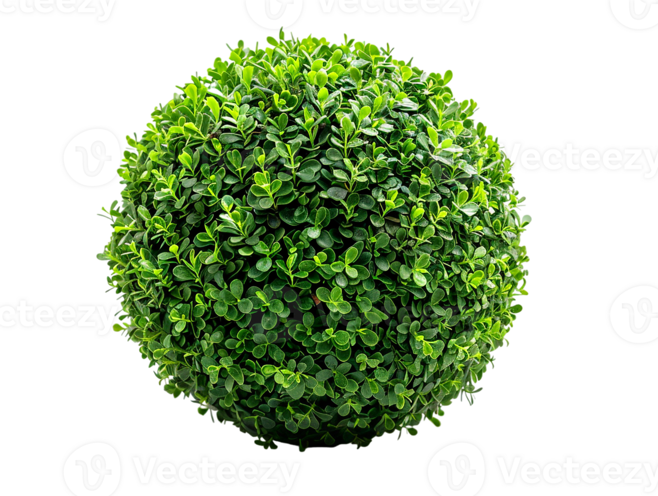 spherical topiary isolated against a transparent background png