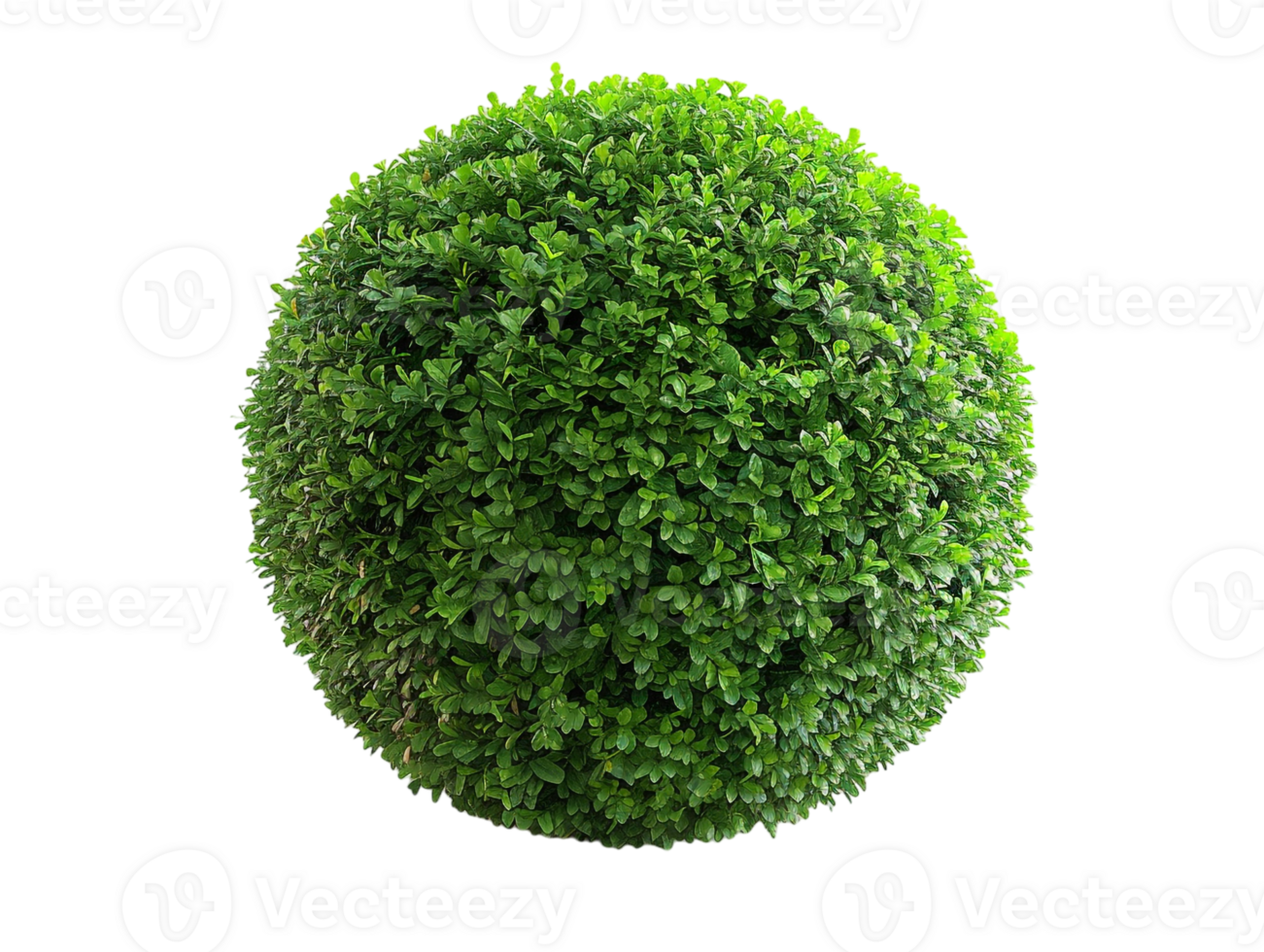 spherical topiary isolated against a transparent background png