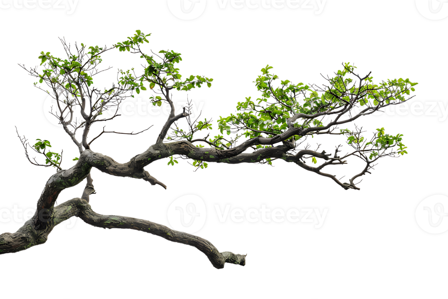 tree branch on a transparent background png