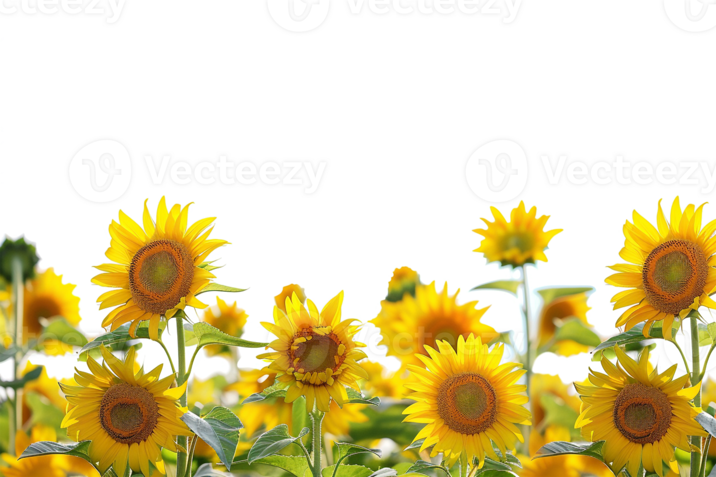 Sunflowers field on the horizon, isolated against a transparent background png