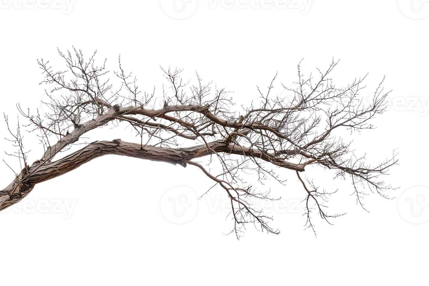 tree branch on a transparent background png