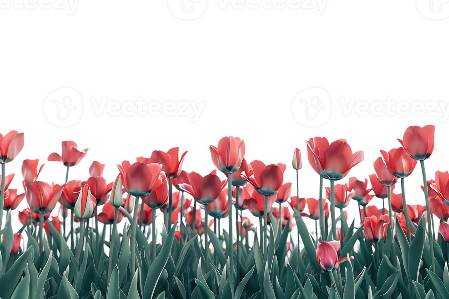 Tulips field on the horizon, isolated against a transparent background png